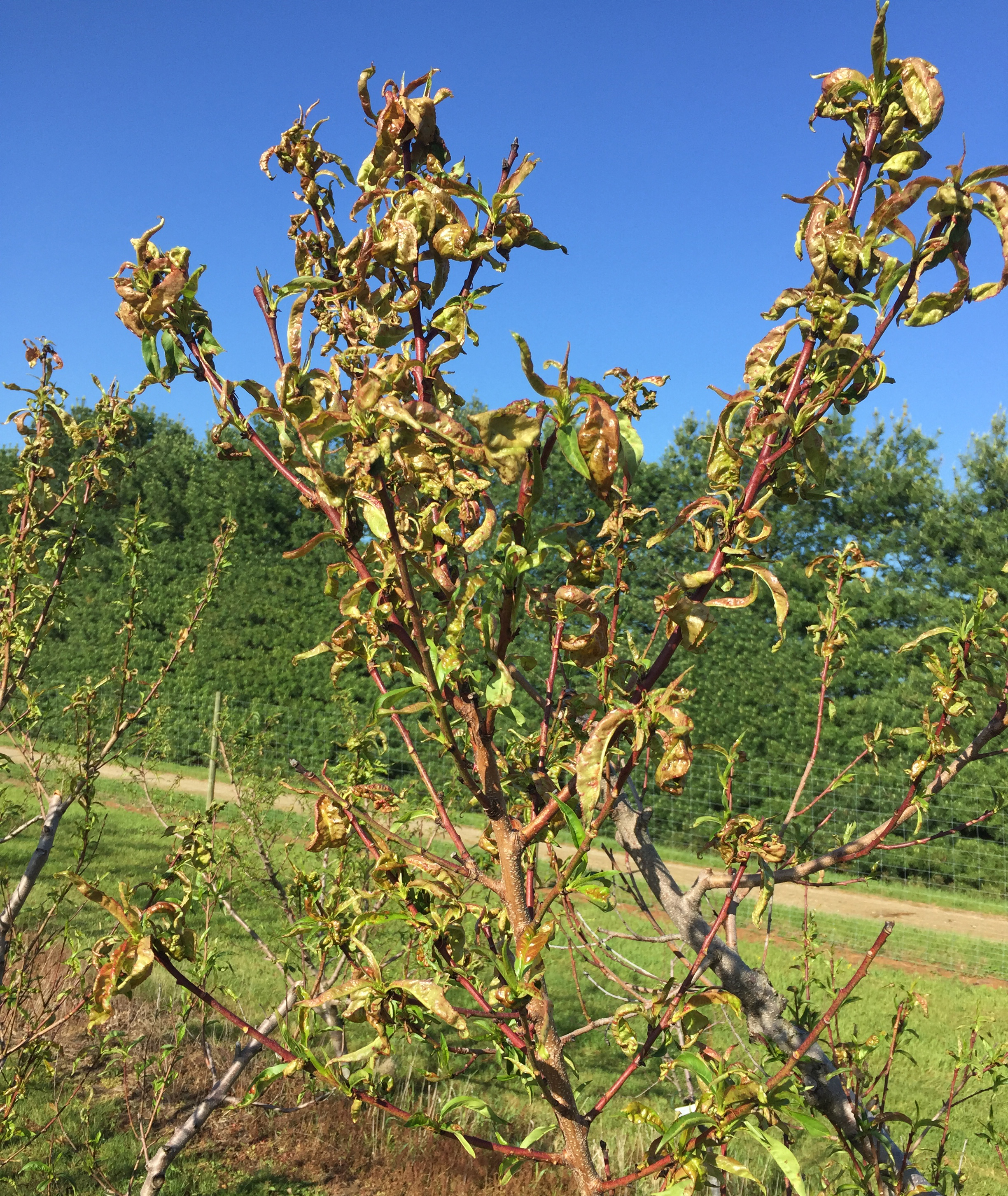 peach tree with peach leafcurl